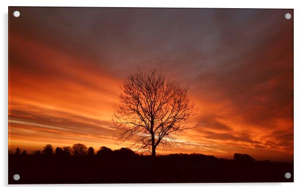 sunrise tree Acrylic by Simon Johnson
