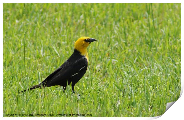 Yellow Black Bird in Green Grass Field Print by PAULINE Crawford