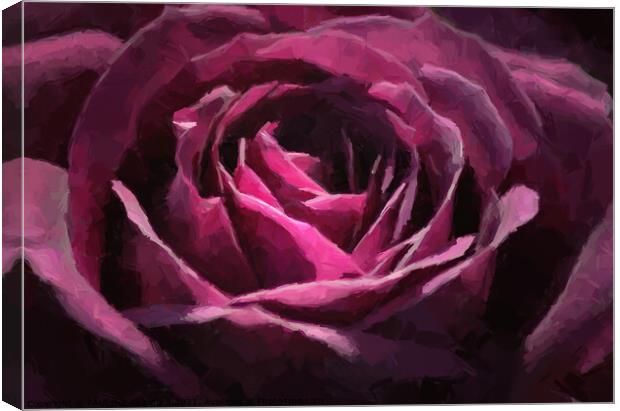 Purple Rose Painting Canvas Print by PAULINE Crawford