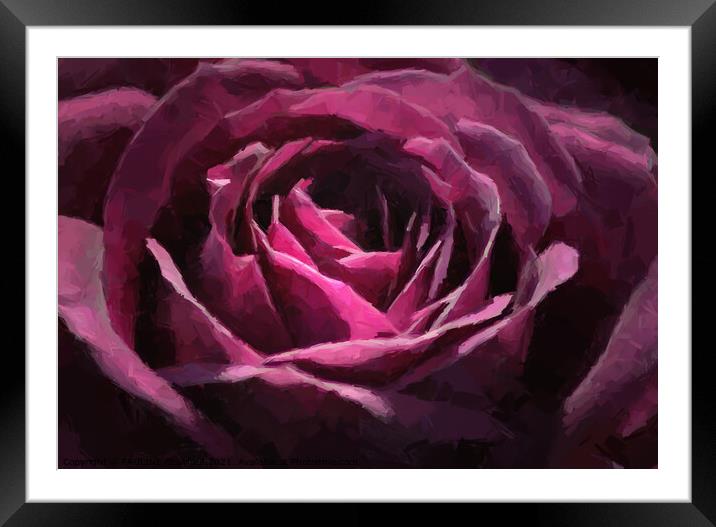 Purple Rose Painting Framed Mounted Print by PAULINE Crawford