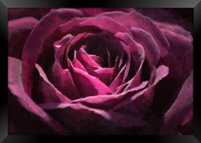 Purple Rose Painting Framed Print by PAULINE Crawford