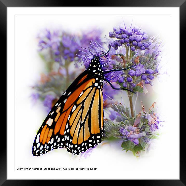 Monarch with Folded Wings Framed Mounted Print by Kathleen Stephens