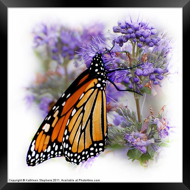 Monarch with Folded Wings Framed Print by Kathleen Stephens