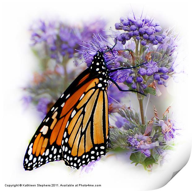Monarch with Folded Wings Print by Kathleen Stephens