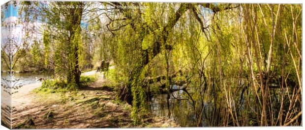 Nature reserve opens by David Attenborough a pond to watch the wild life sitting in the willow trees,  Canvas Print by Holly Burgess