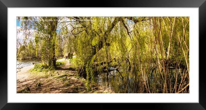 Nature reserve opens by David Attenborough a pond to watch the wild life sitting in the willow trees,  Framed Mounted Print by Holly Burgess