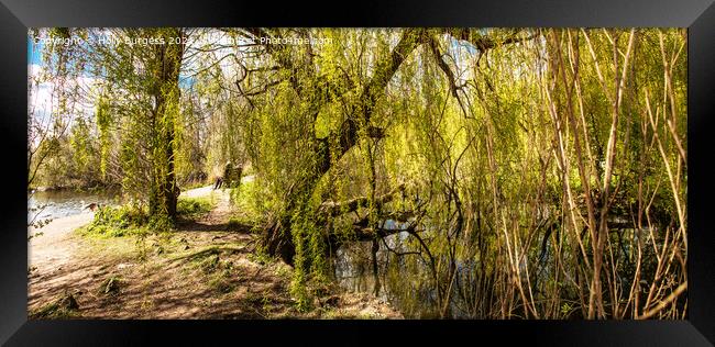 Nature reserve opens by David Attenborough a pond to watch the wild life sitting in the willow trees,  Framed Print by Holly Burgess