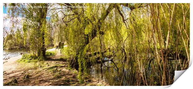 Nature reserve opens by David Attenborough a pond to watch the wild life sitting in the willow trees,  Print by Holly Burgess