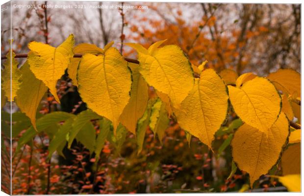 Golden leaves in autumn  Canvas Print by Holly Burgess