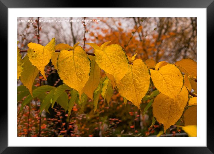 Golden leaves in autumn  Framed Mounted Print by Holly Burgess