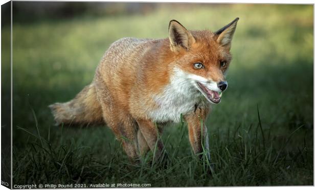 Red Fox Canvas Print by Philip Pound