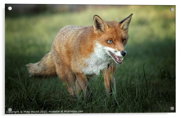 Red Fox Acrylic by Philip Pound