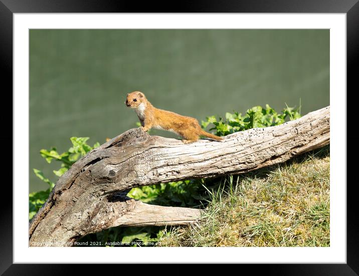 Weasel Framed Mounted Print by Philip Pound