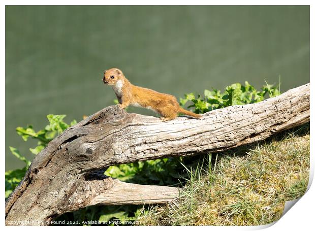 Weasel Print by Philip Pound