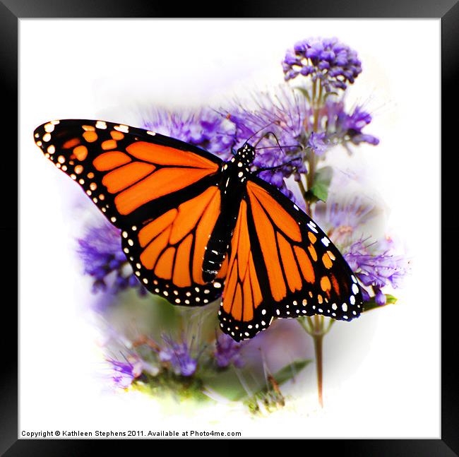 Monarch with Open Wings Framed Print by Kathleen Stephens