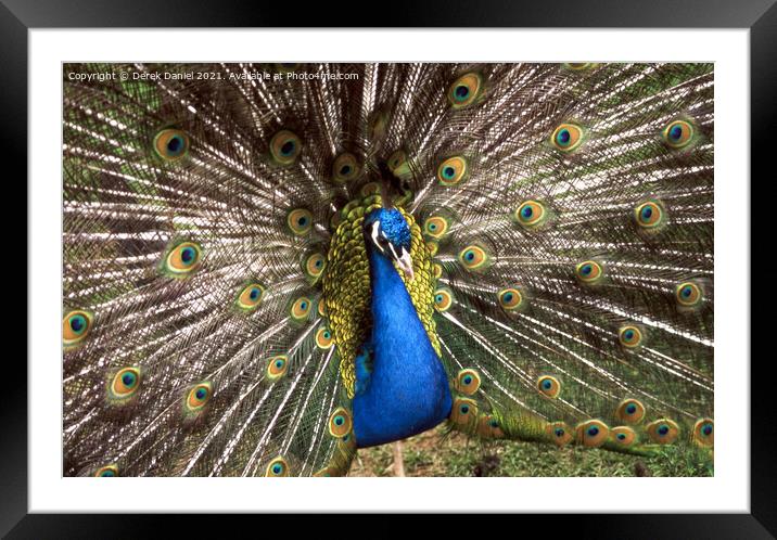 Peacock Framed Mounted Print by Derek Daniel