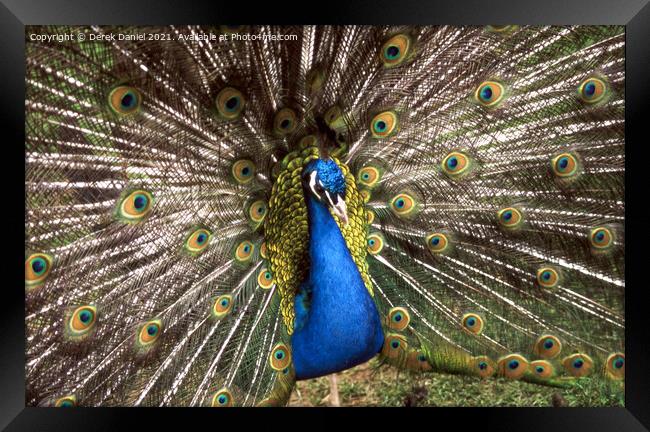 Peacock Framed Print by Derek Daniel