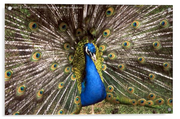 Peacock Acrylic by Derek Daniel
