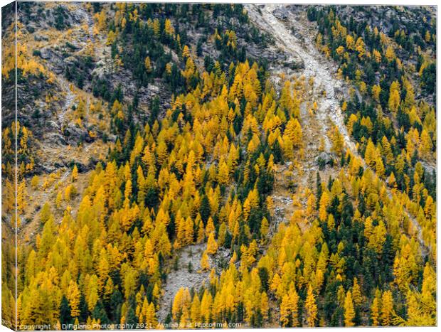 Engadine Larch Canvas Print by DiFigiano Photography