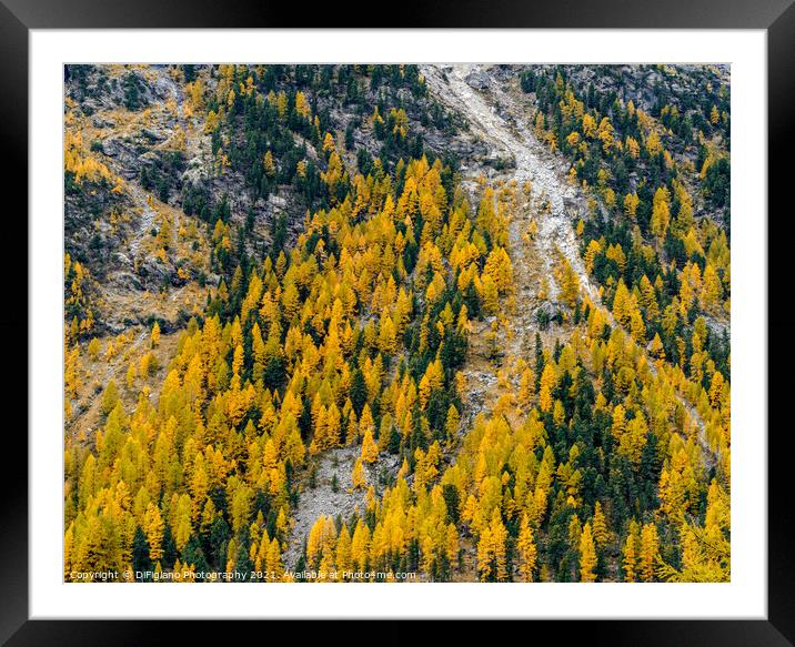 Engadine Larch Framed Mounted Print by DiFigiano Photography