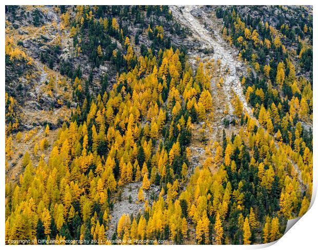 Engadine Larch Print by DiFigiano Photography