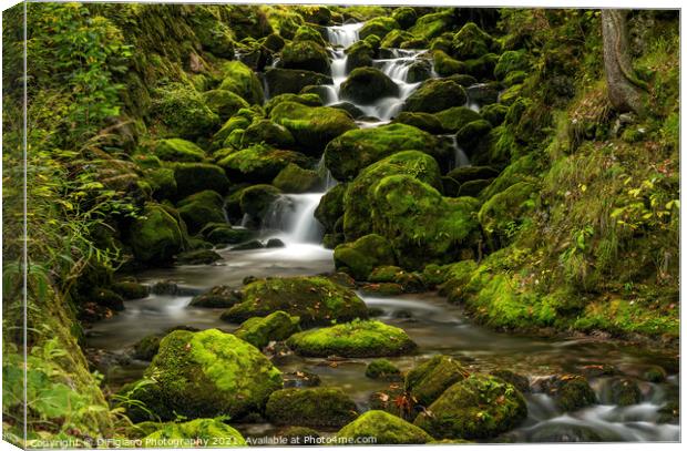 Kropa Creek Canvas Print by DiFigiano Photography
