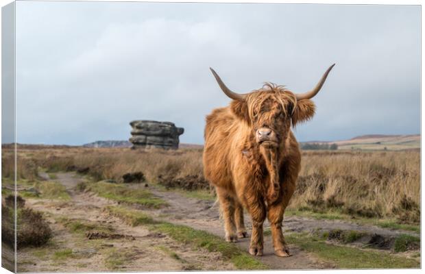 Highland coo in front of the Eaglestone Flat Canvas Print by Jason Wells