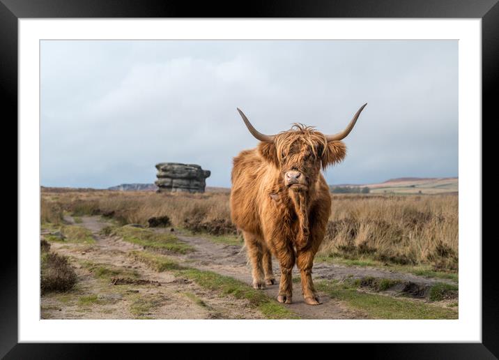 Highland coo in front of the Eaglestone Flat Framed Mounted Print by Jason Wells