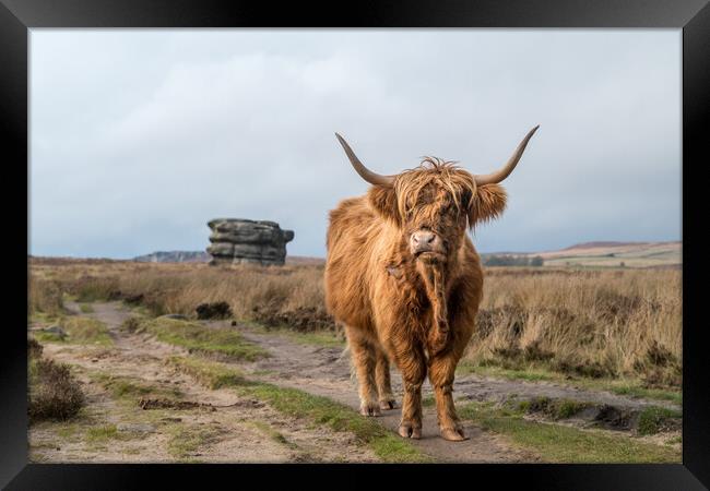 Highland coo in front of the Eaglestone Flat Framed Print by Jason Wells