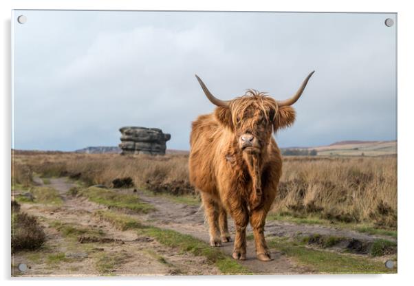 Highland coo in front of the Eaglestone Flat Acrylic by Jason Wells