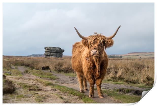 Highland coo in front of the Eaglestone Flat Print by Jason Wells