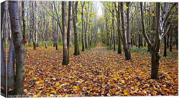 Trees & Leaf Pathway Canvas Print by GJS Photography Artist