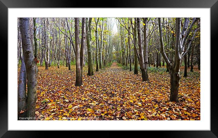 Trees & Leaf Pathway Framed Mounted Print by GJS Photography Artist