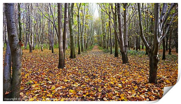 Trees & Leaf Pathway Print by GJS Photography Artist