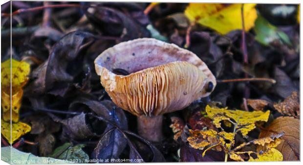 Slugs having Mushroom Omlete Canvas Print by GJS Photography Artist