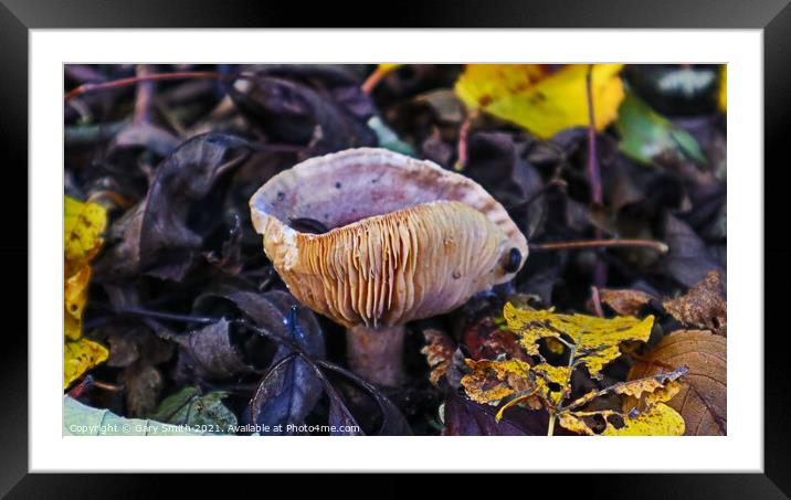 Slugs having Mushroom Omlete Framed Mounted Print by GJS Photography Artist