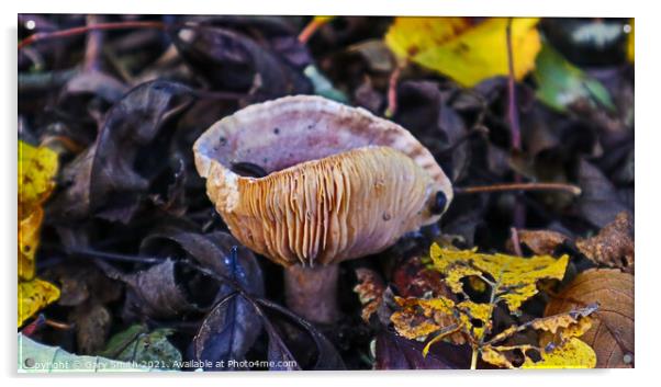 Slugs having Mushroom Omlete Acrylic by GJS Photography Artist