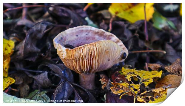 Slugs having Mushroom Omlete Print by GJS Photography Artist