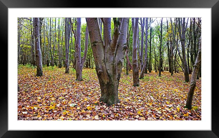 Odd one Out Framed Mounted Print by GJS Photography Artist