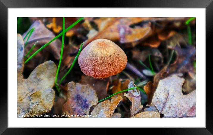 Textured Fungi Matching Colours Framed Mounted Print by GJS Photography Artist