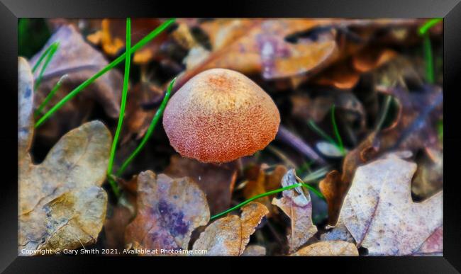 Textured Fungi Matching Colours Framed Print by GJS Photography Artist