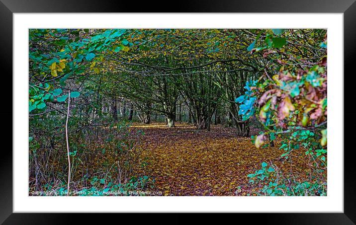 Looking Into The Fallen Carpet of Leaves  Framed Mounted Print by GJS Photography Artist