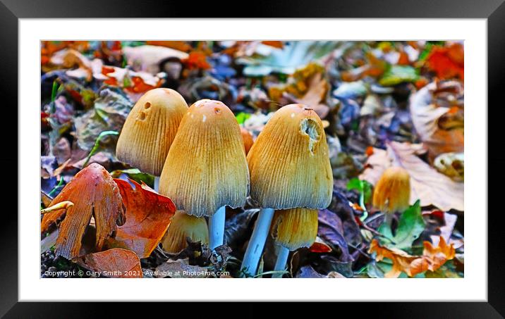 No Flies on Me! Framed Mounted Print by GJS Photography Artist