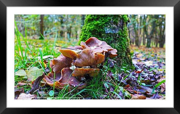 Can You See the Spider? Framed Mounted Print by GJS Photography Artist