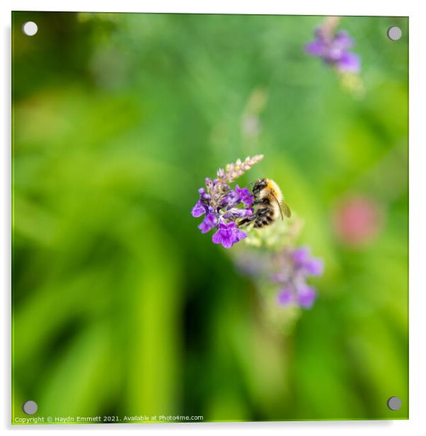 Bumble Bee Acrylic by Haydn Emmett