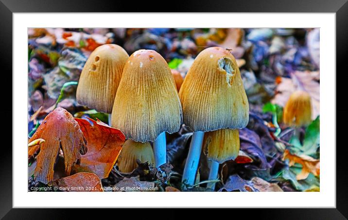 The Pleated Roundtop Family Framed Mounted Print by GJS Photography Artist