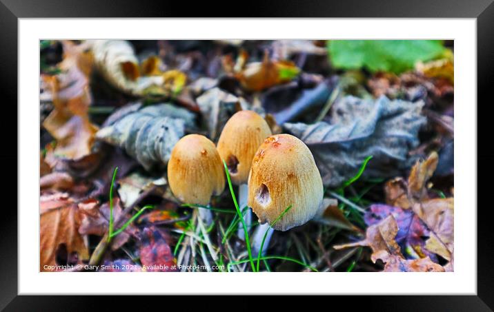 Lost in the Leaves Framed Mounted Print by GJS Photography Artist