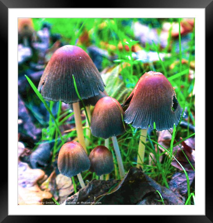 Family of Fungi Framed Mounted Print by GJS Photography Artist