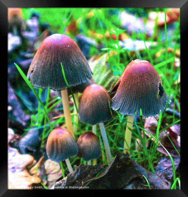 Family of Fungi Framed Print by GJS Photography Artist
