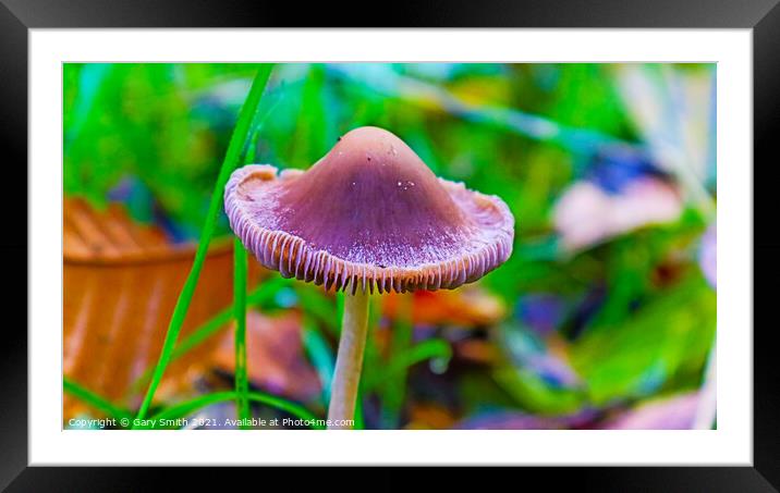 Almost a Flower Framed Mounted Print by GJS Photography Artist